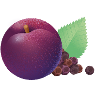 Purpurowy śliwa z zieloną liścią i małymi ciemnymi jagodami.